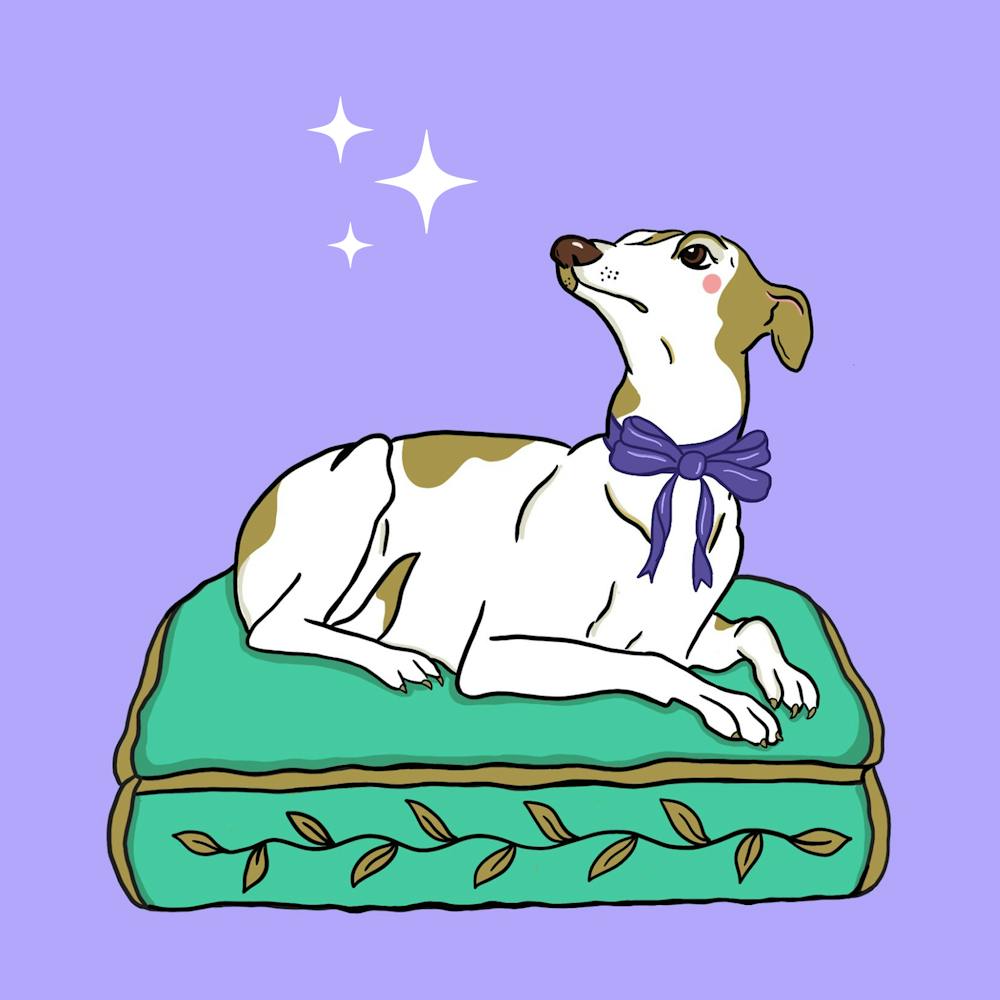 Hund Liegend Auf Einem Kissen