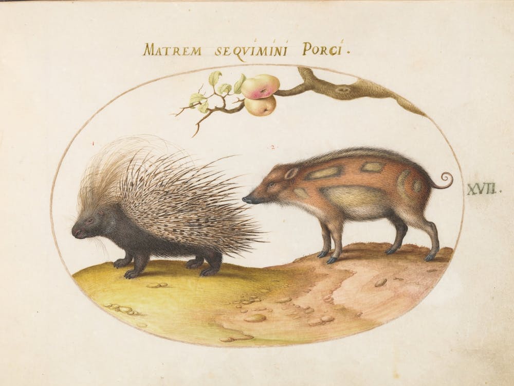 Animalia Qvadrvpedia Et Reptilia (1575 1580), Joris Hoefnagel (3)