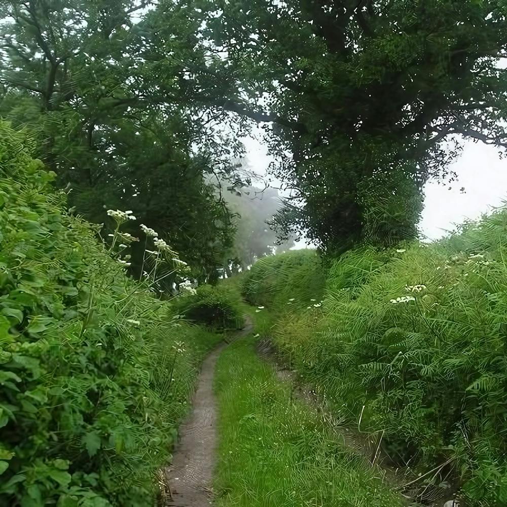 Path Through A Field