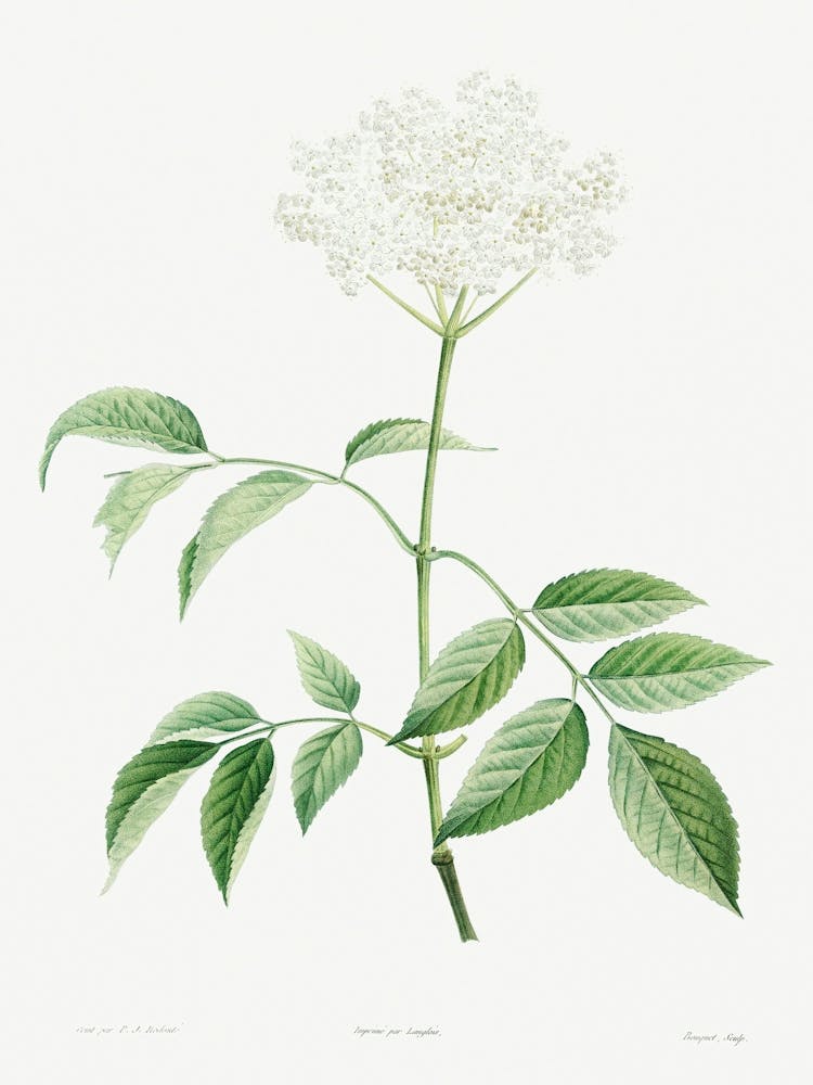 Elderflowers from La Botanique de J. J. Rousseau, Pierre Joseph Redoute