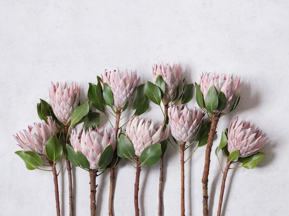 Blush Pink Protea Garden