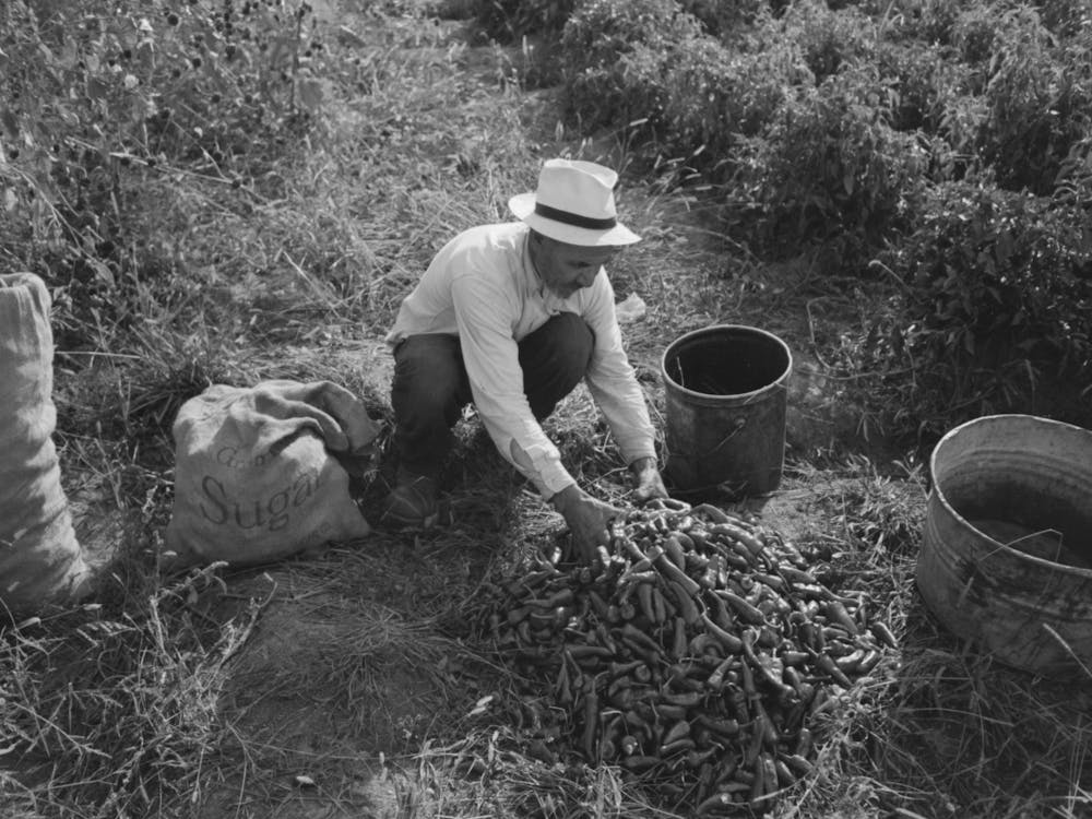 Sorting Chili Peppers Before Drying, Concho, Arizona By Russell Lee