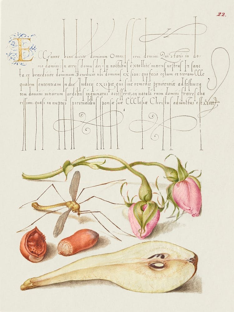 French Rose, Crane Fly, European Filbert, And Common Pear From Mira Calligraphiae Monumenta, Joris Hoefnagel