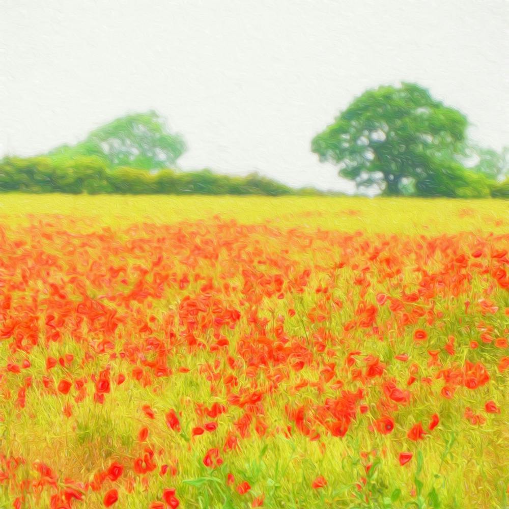 Field Of Poppies