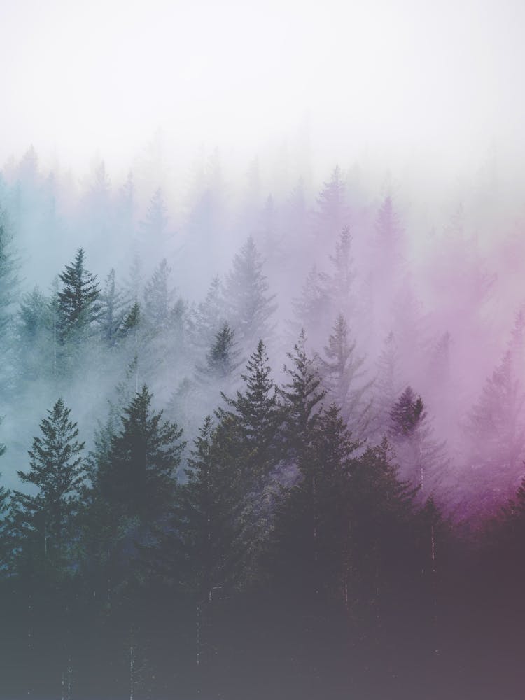 Pacific Northwest Forest Adventures