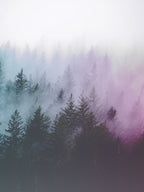 Pacific Northwest Forest Adventures