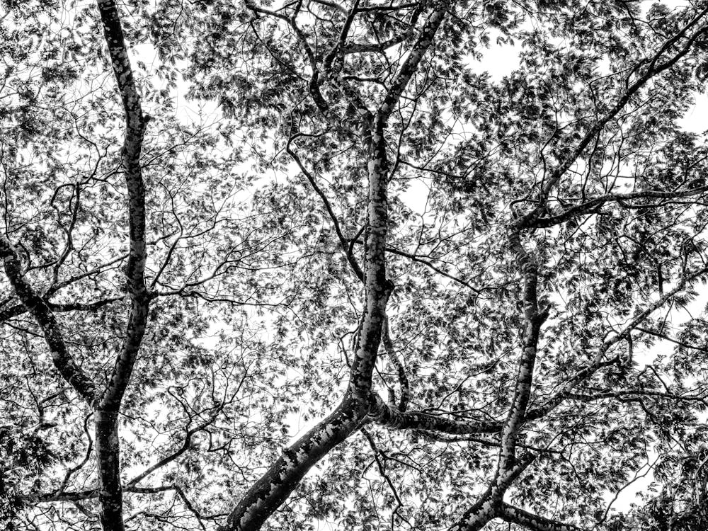 Botanical Black And White Nature Tree Leafs In Uganda