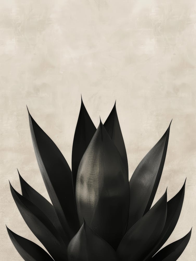 Agave Noir