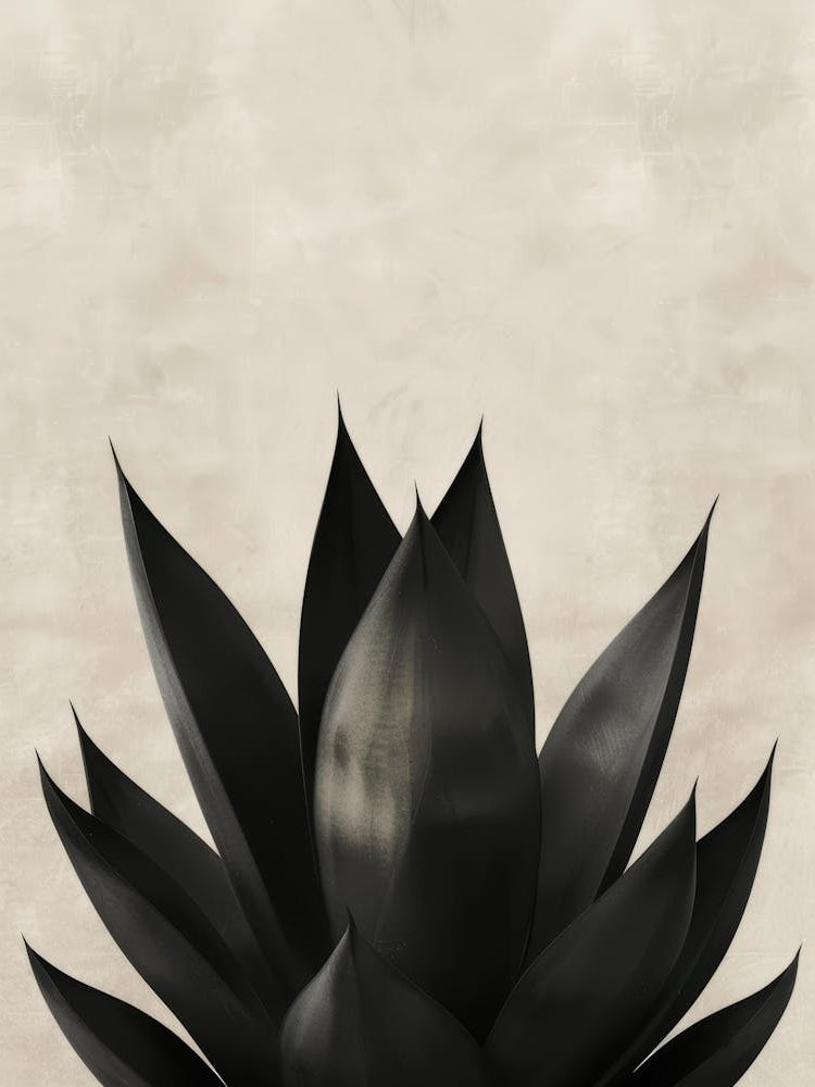Black Agave