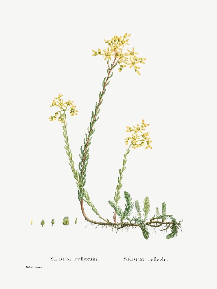 Sedum Reflexum, Pierre Joseph Redoute