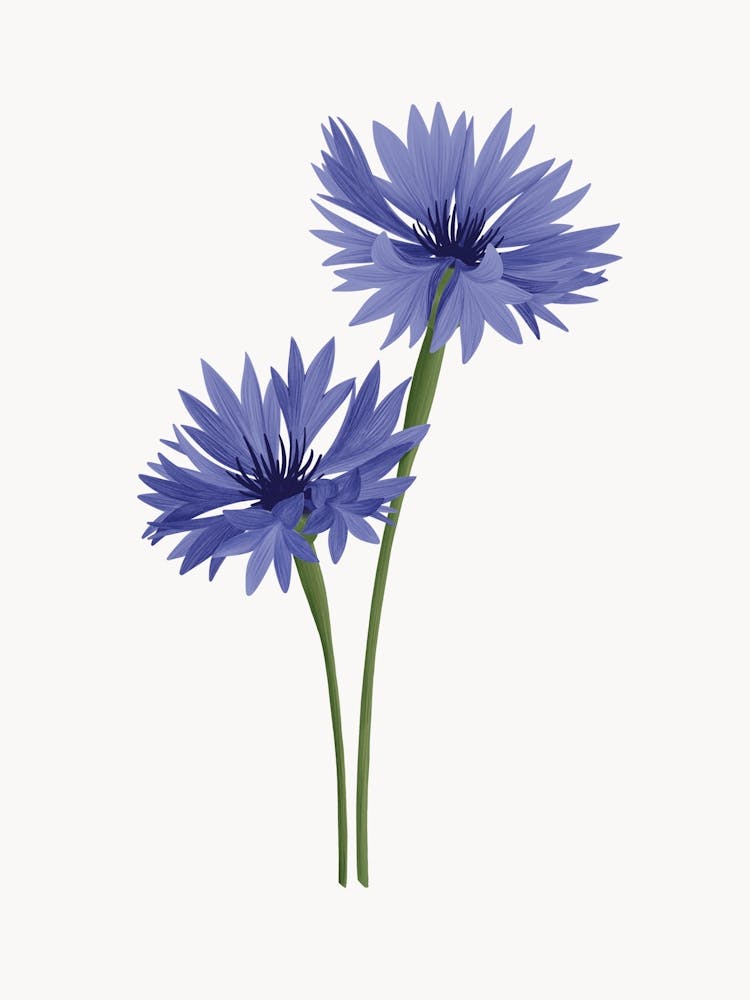 Illustration Of Two Blue Cornflowers