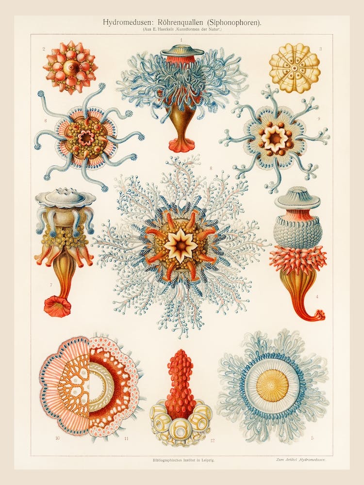 Vintage Jellyfish, Ernst Haeckel