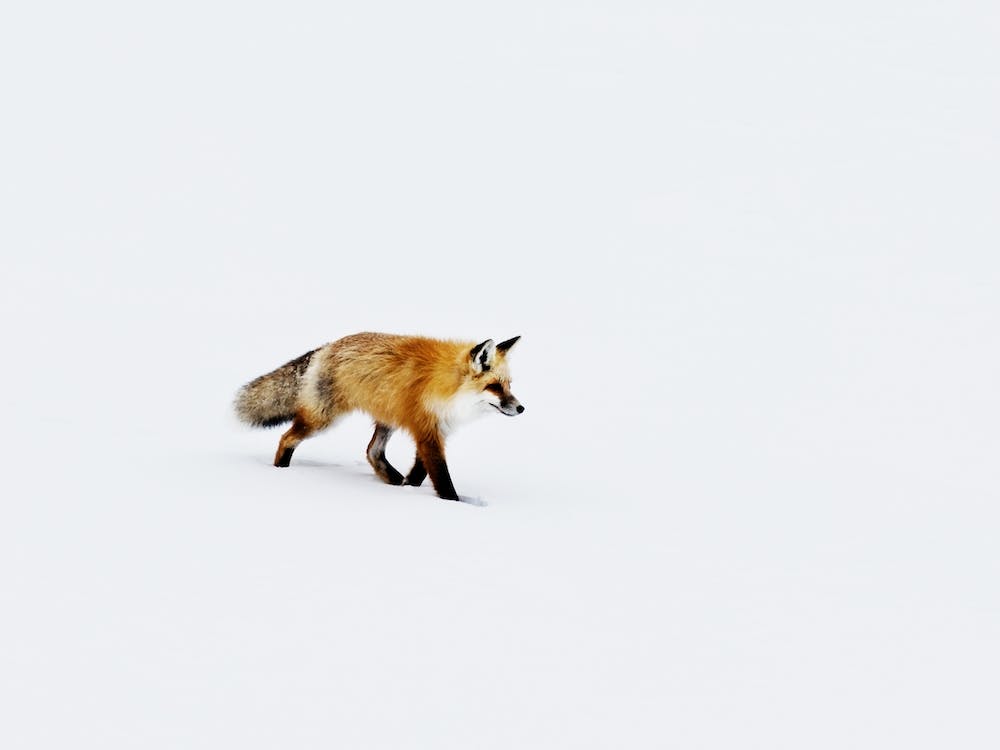 A Red Fox In Wyoming, Carol M Highsmith