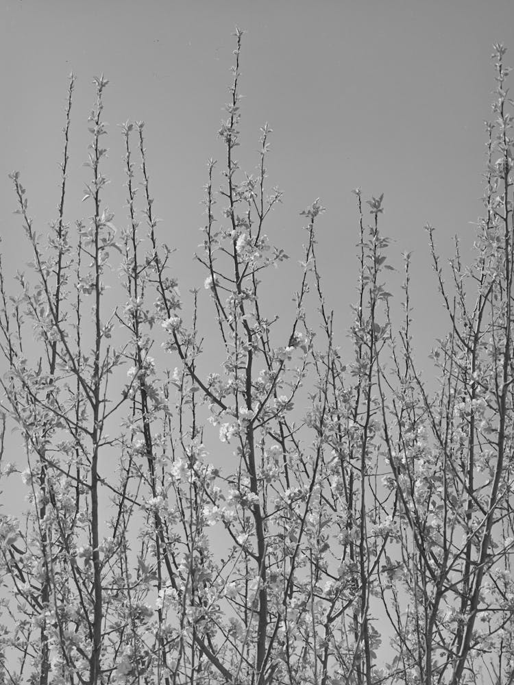 Apple Blossoms In Irrigated Orchard In Bernalillo County, New Mexico By Russell Lee