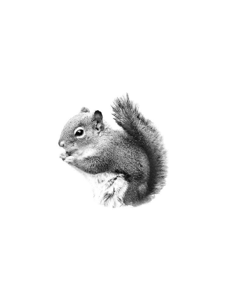 Squirrel Black and White Boho Minimalist