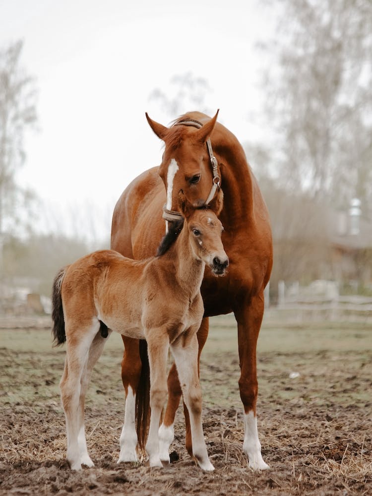 Mama And Baby Horse
