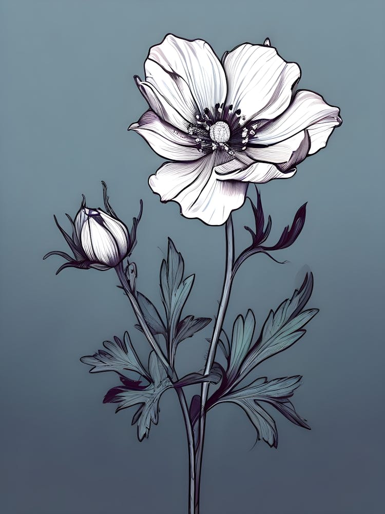 Anemone 1