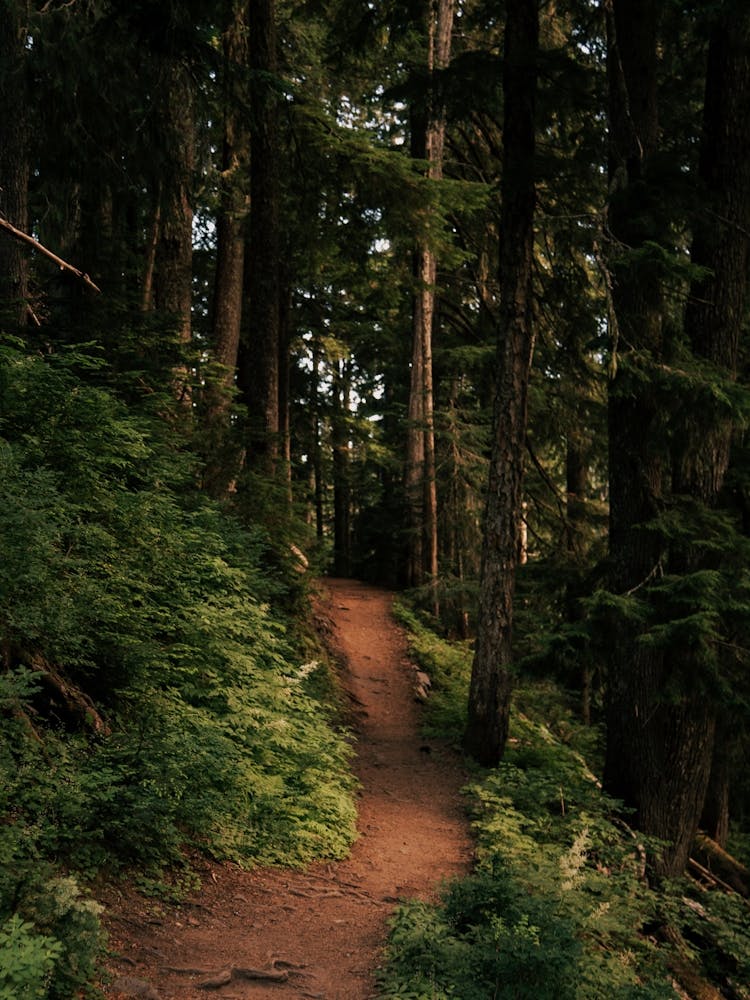 Journey into the Woods II