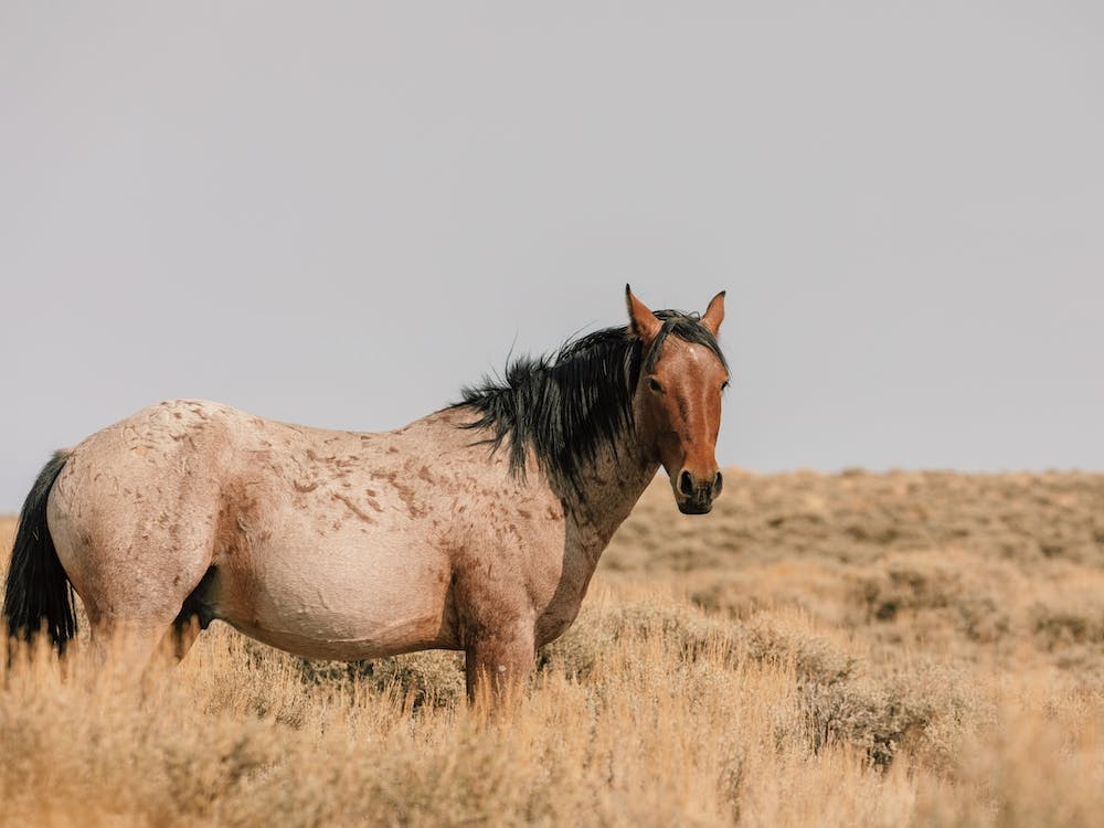 Bay Roan Wild Horse