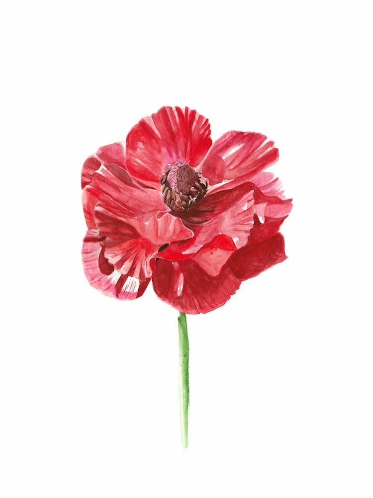 Anemone Red Flower