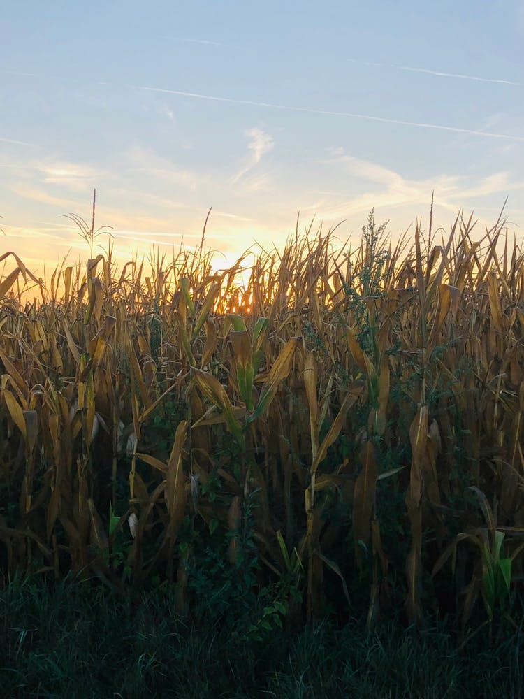 Sunset In Corn Field
