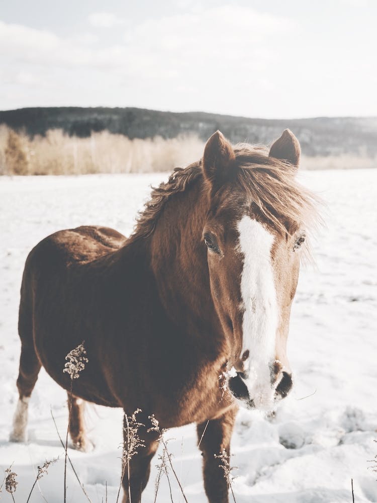 Horse In Snowy Field