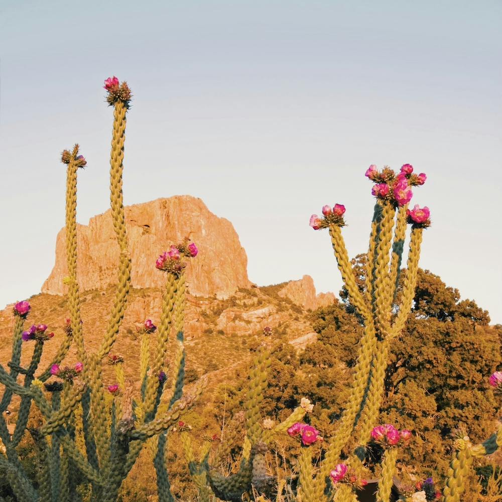 Skinny Cactus Sunset Square