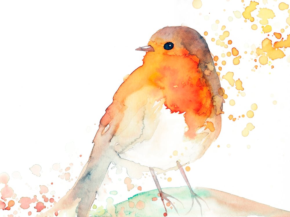 Robin Bird