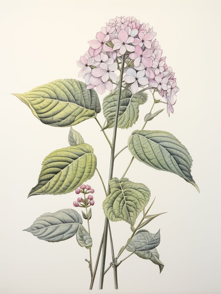 Ajisai Hydrangea Vintage Japanese Botanical