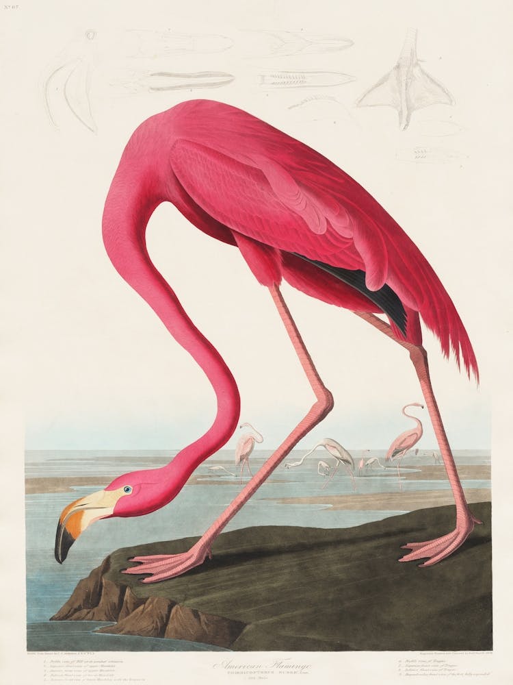 Flamingo