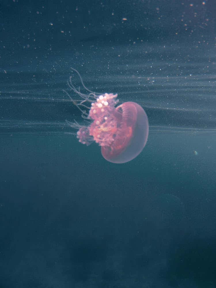 Dancing In The Water