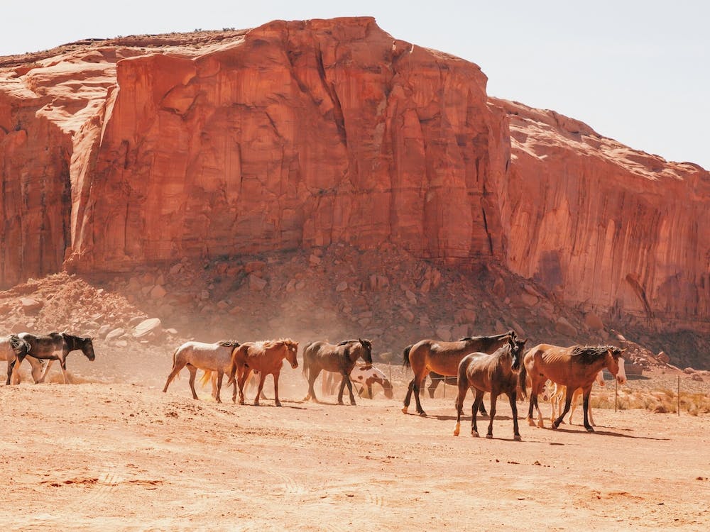 Wild Horse Herd