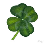 Clover