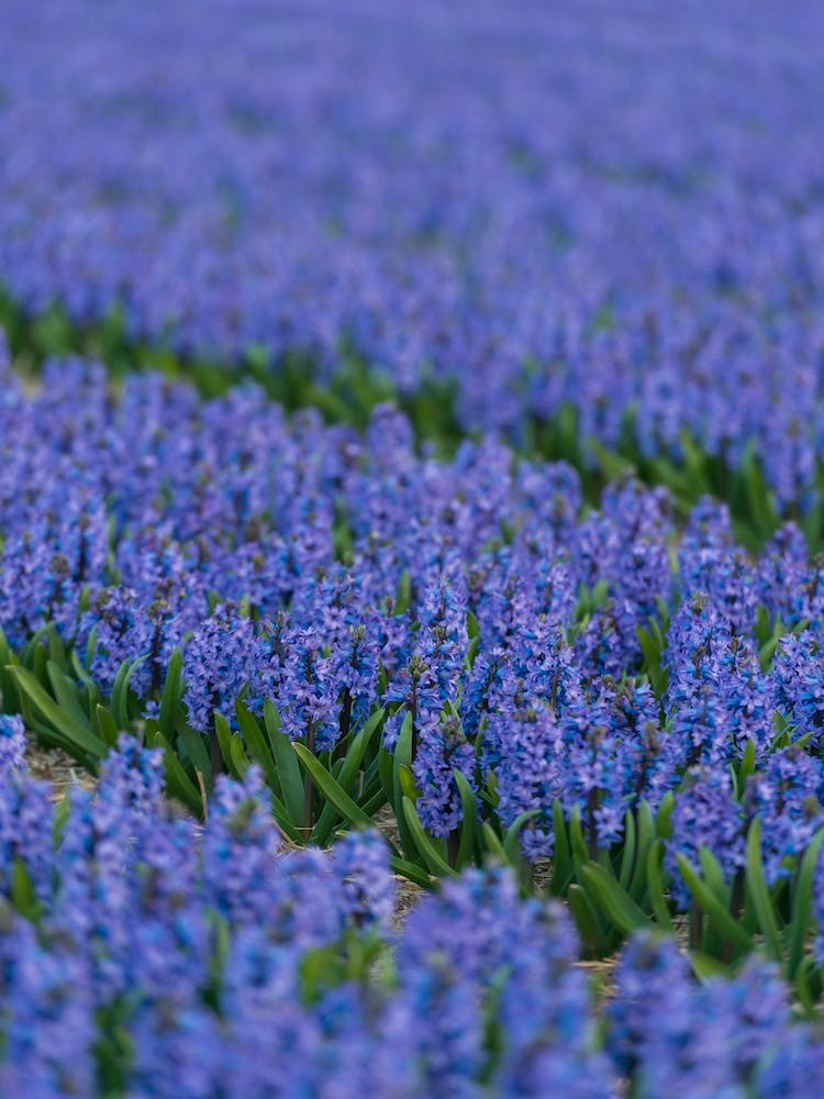Field of Blue Hyacinths