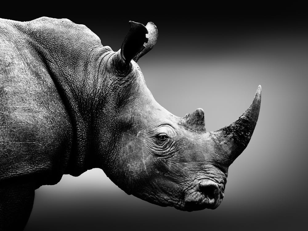 Rhinoceros