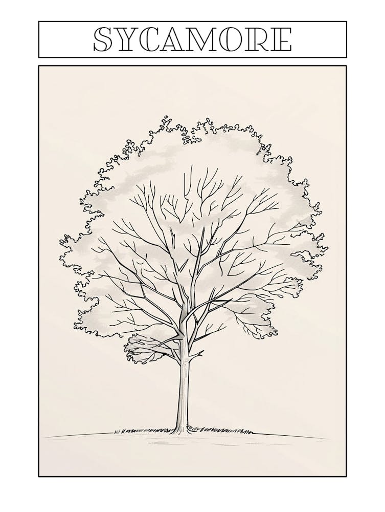 Sycamore Tree Minimalistic Drawing 3 Poster