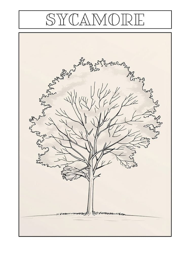 Sycamore Tree Minimalistic Drawing 3 Poster