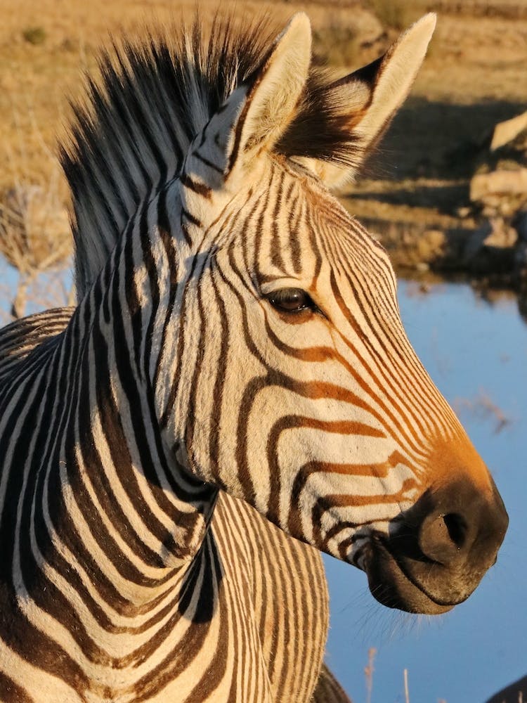 Hartmanns Zebra