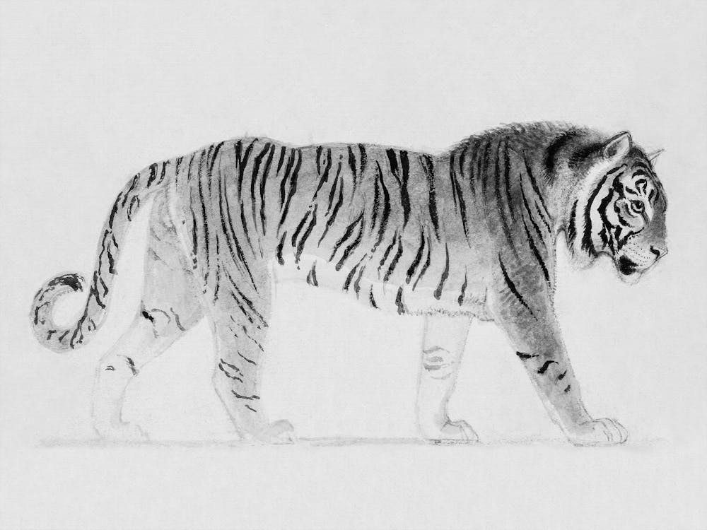 Pacing Tiger, Black and White Vintage Animal Art