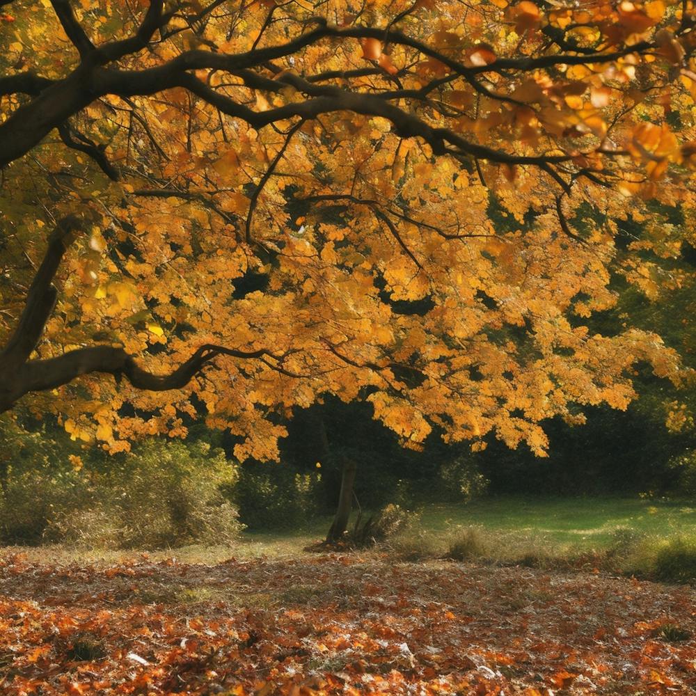 Autumn Leaves On The Ground