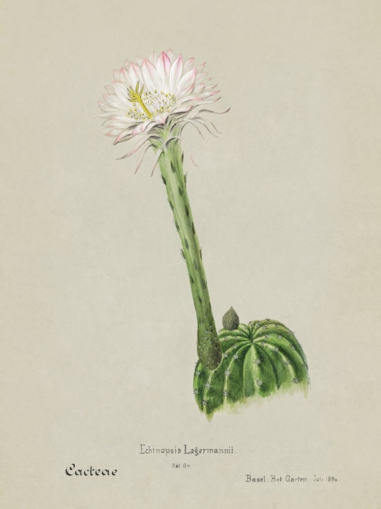 Hedgehog Cactus, Familie Der Cacteen