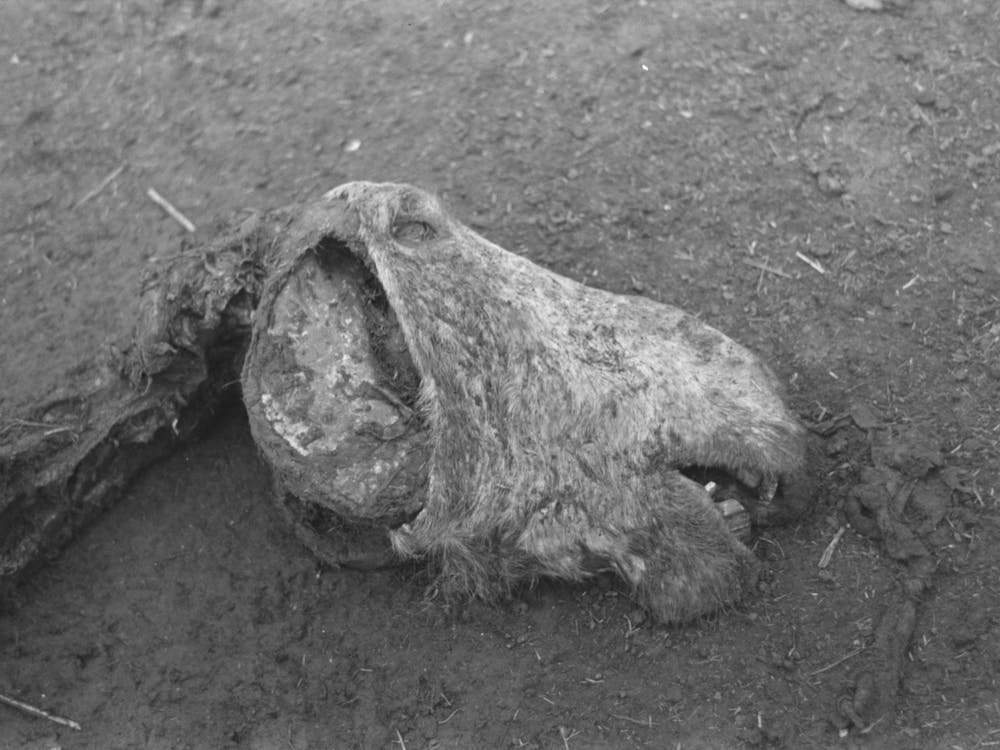 Untitled Photo, Possibly Related To Head Of Horse That Died Of Compaction Due To Poor Feed, William Butler Farm