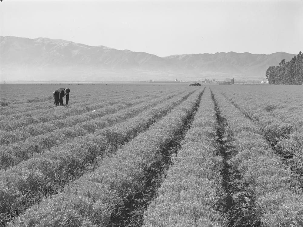 Salinas, California, Intercontinental Rubber Producers, Four Year Old Guayule Plants, An Acre Of Mature