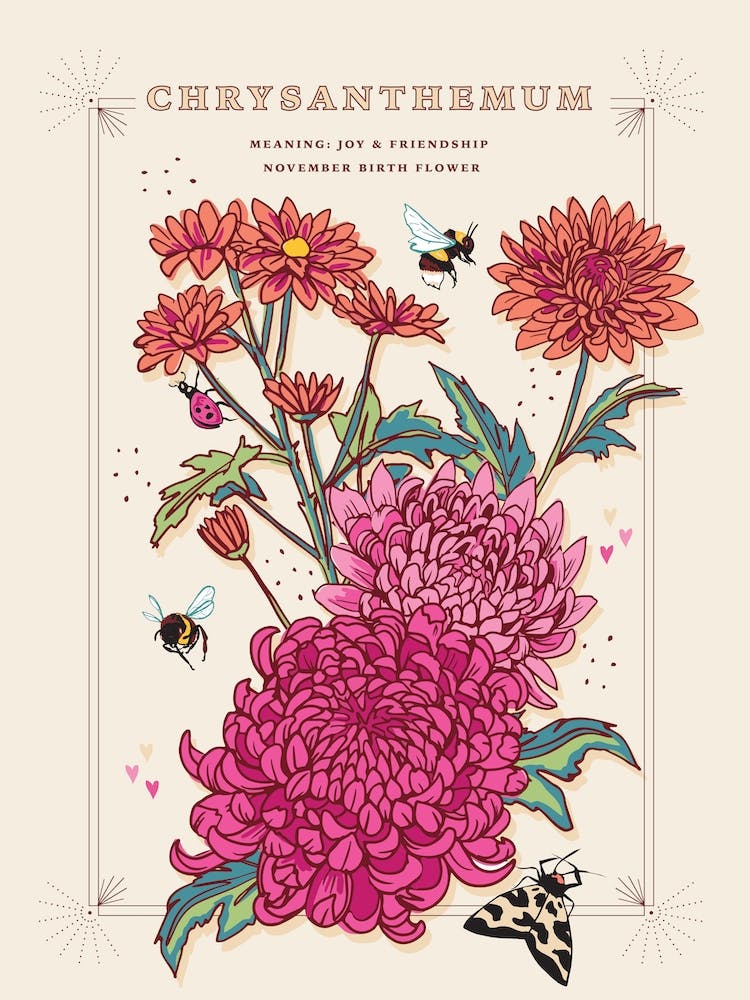 November Geburtsblume Chrysantheme auf Creme