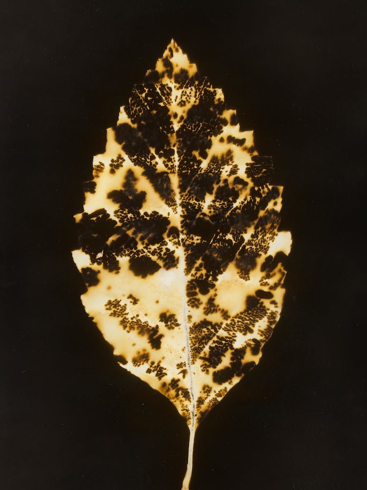 Gilded Leaf