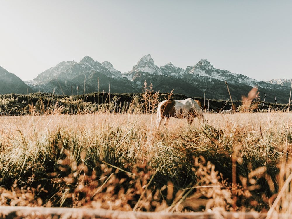 Montana Horse In Field