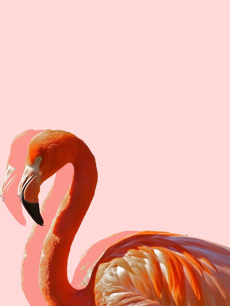Pastel Flamingo I