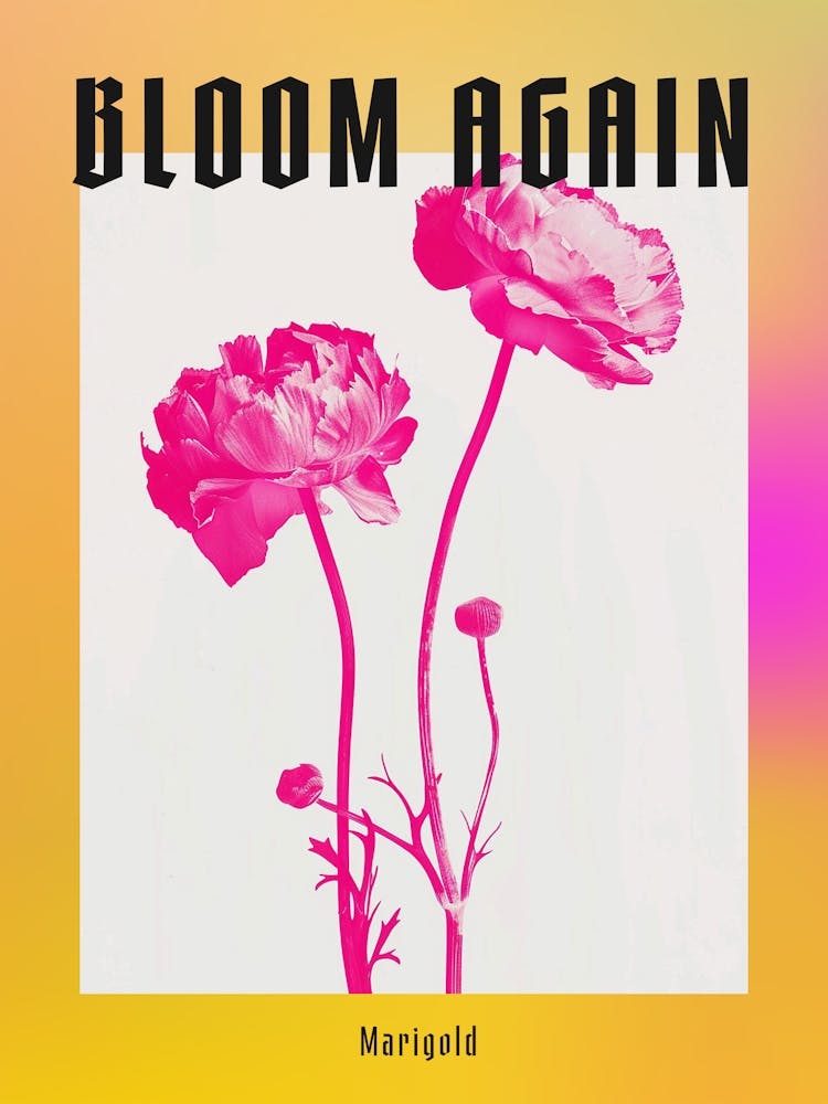 Hot Pink Marigold 2 Poster