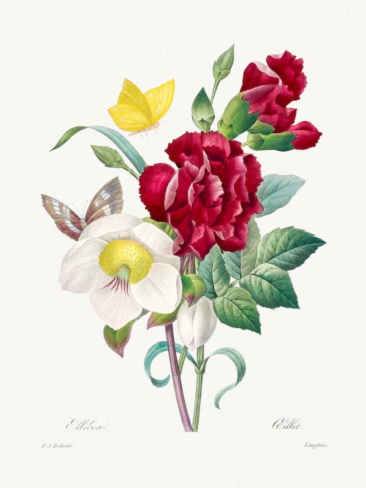 Hellebore And Oeillet, Pierre Joseph Redouté