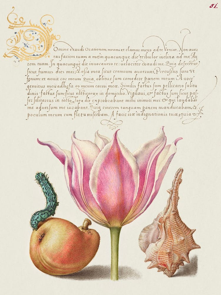 Caterpillar, Pear, Tulip, And Purple Snail From Mira Calligraphiae Monumenta, Joris Hoefnagel
